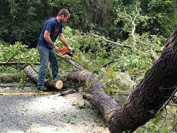 Brownwood, TX Tree Services Company