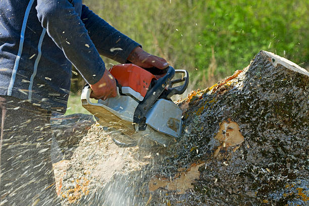 Lawn Renovation and Restoration in Brownwood, TX